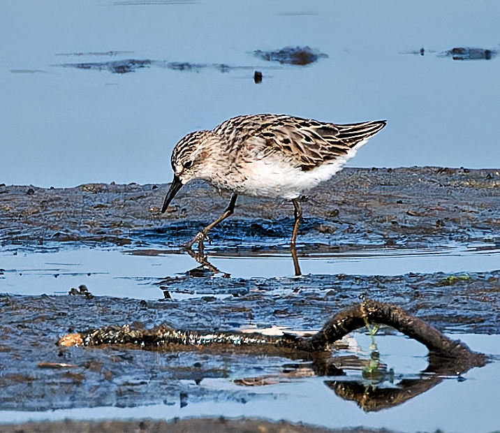 Semipalmated Sandpiper - ML598081501