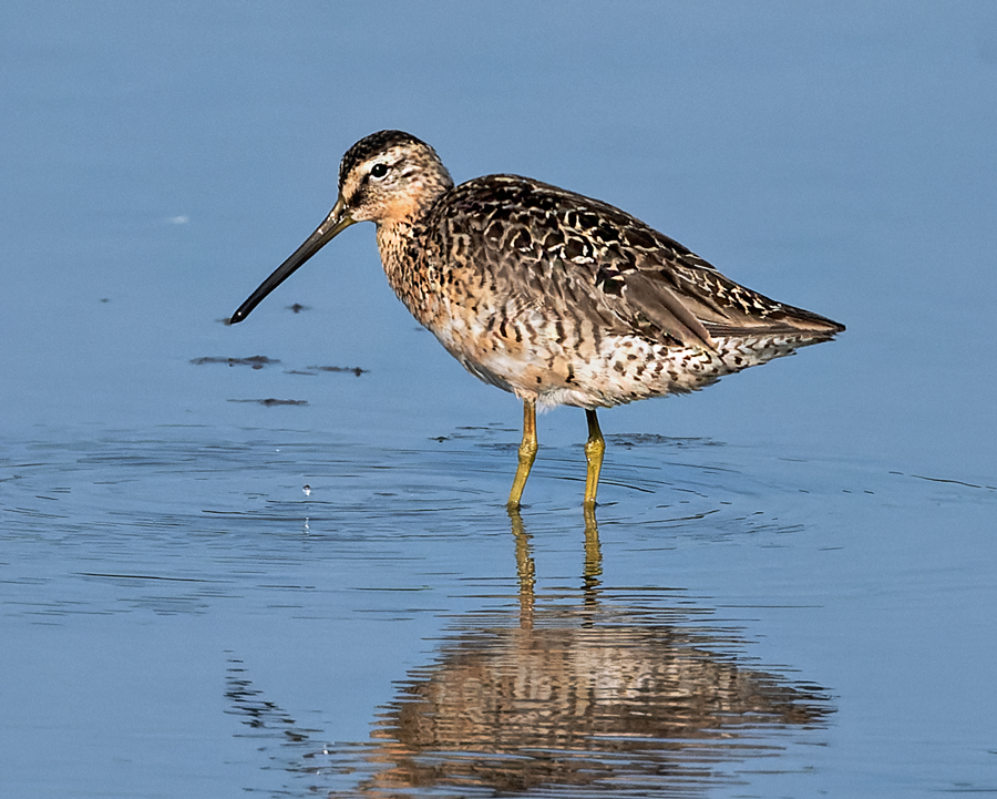 Short-billed Dowitcher - ML598082121