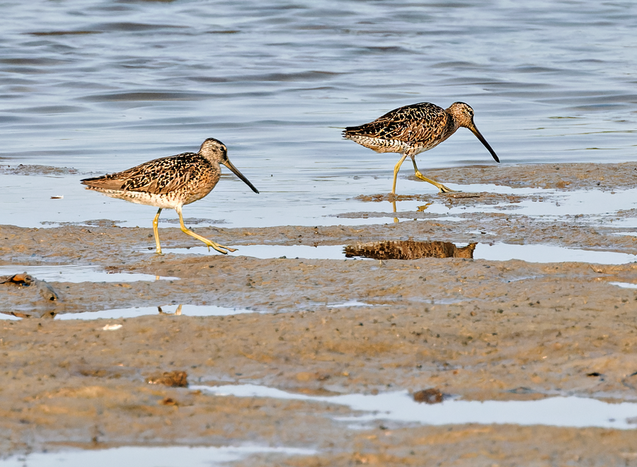 Short-billed Dowitcher - ML598082141