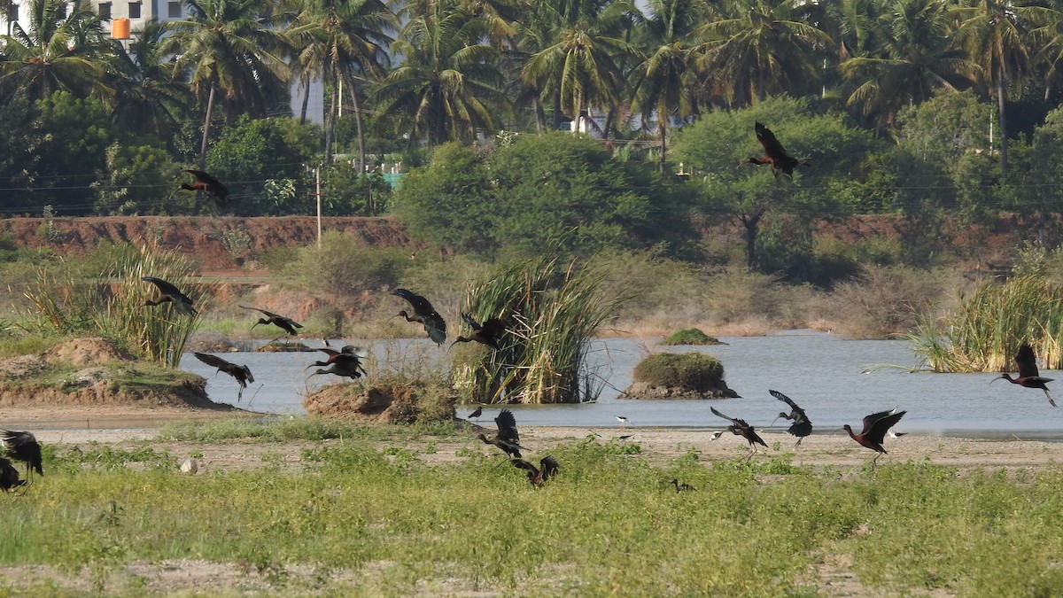 Glossy Ibis - ML598082691