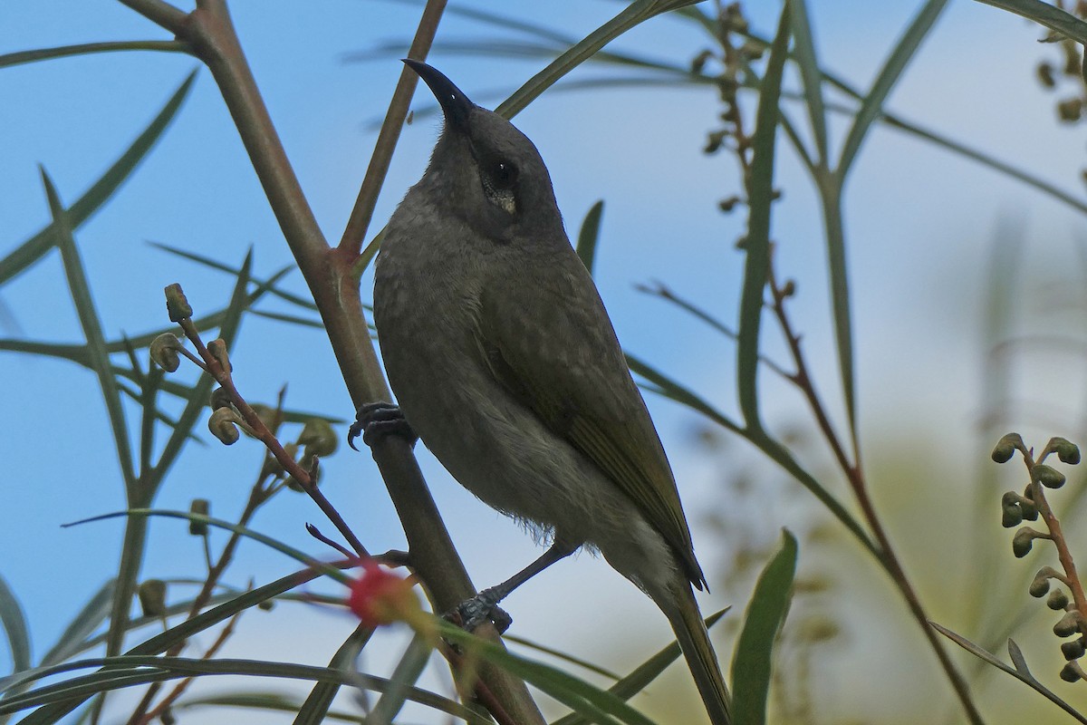 Brown Honeyeater - ML598083081