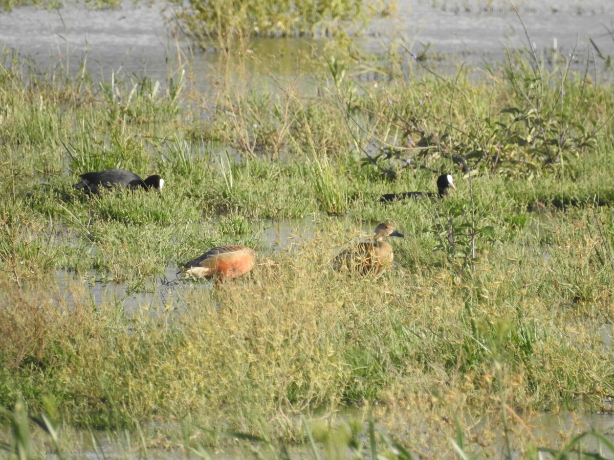 Lesser Whistling-Duck - ML598083361