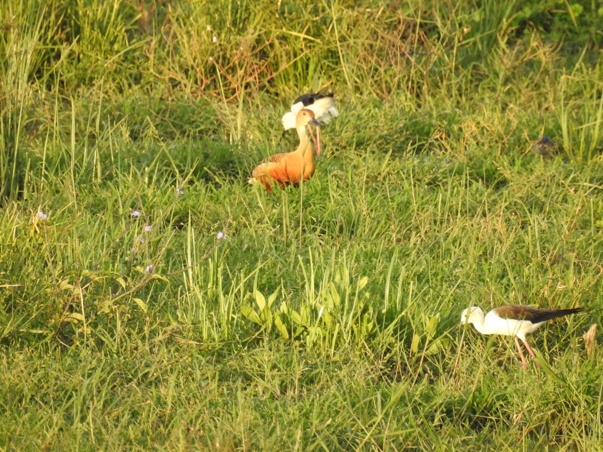 Lesser Whistling-Duck - Mallikarjuna Agrahar