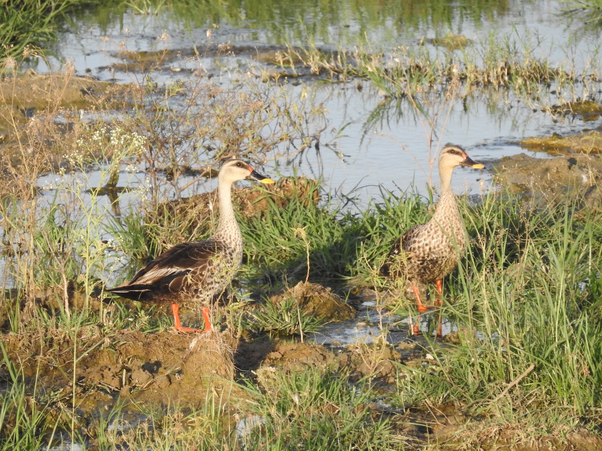 Indian Spot-billed Duck - ML598083431