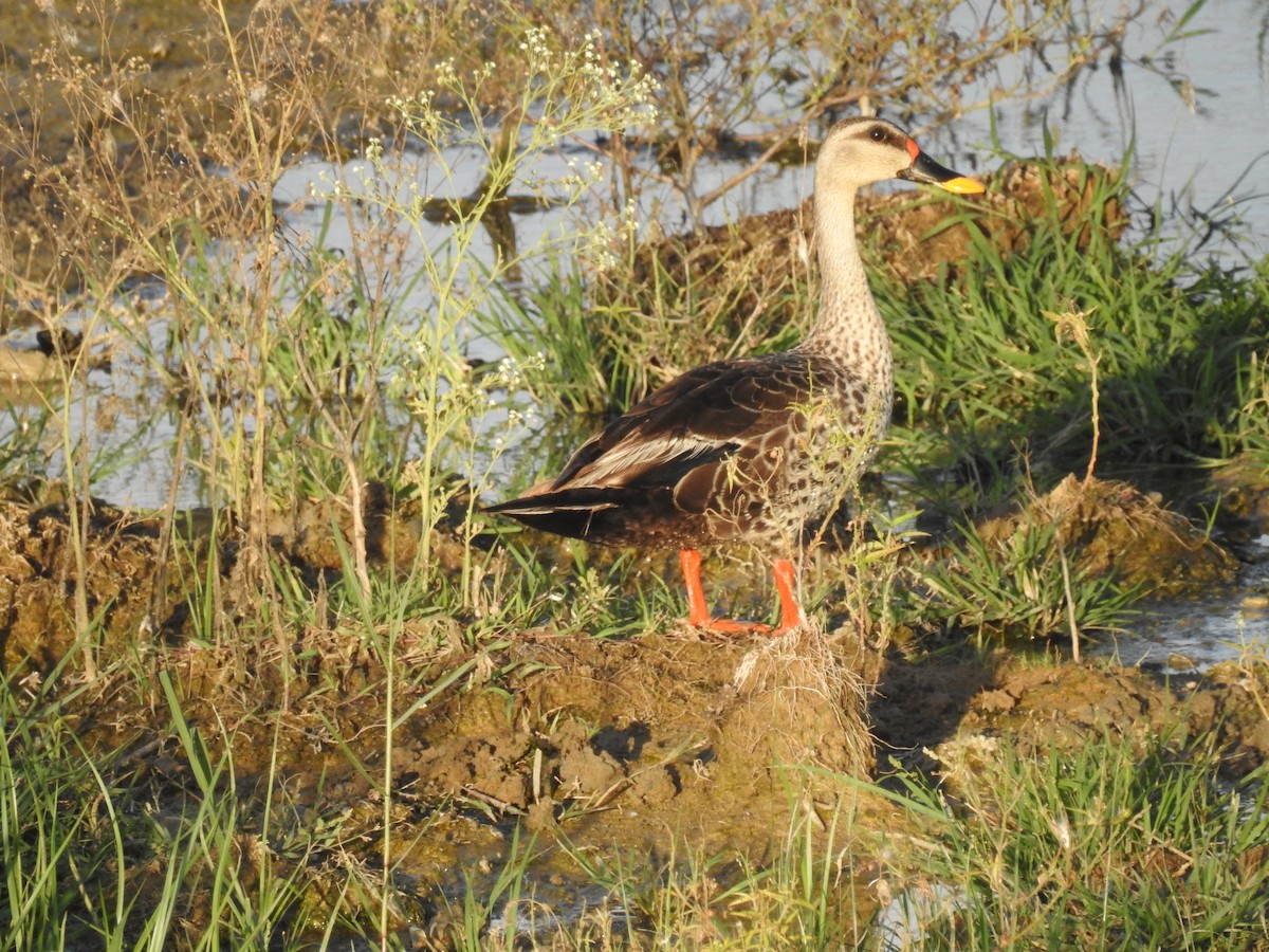 Indian Spot-billed Duck - ML598083461