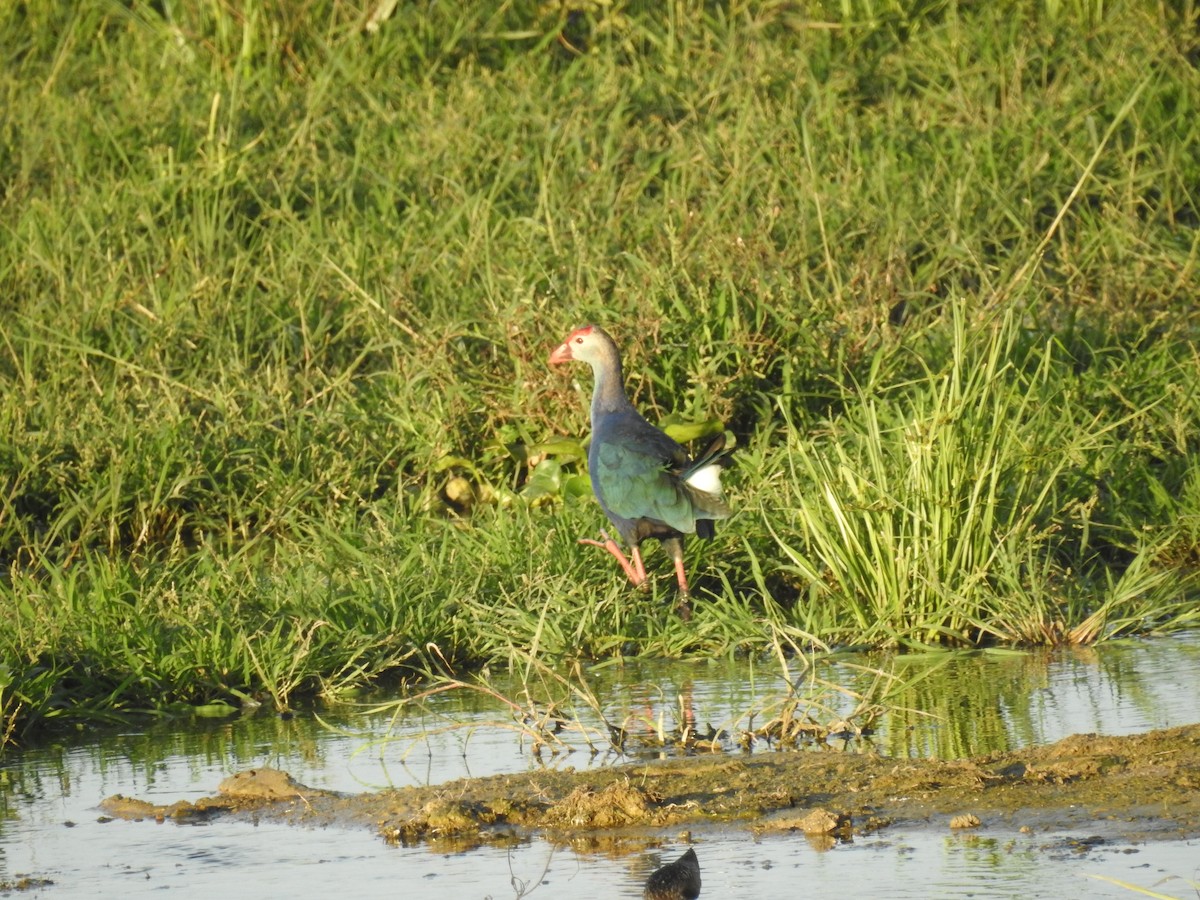 Gray-headed Swamphen - ML598083521