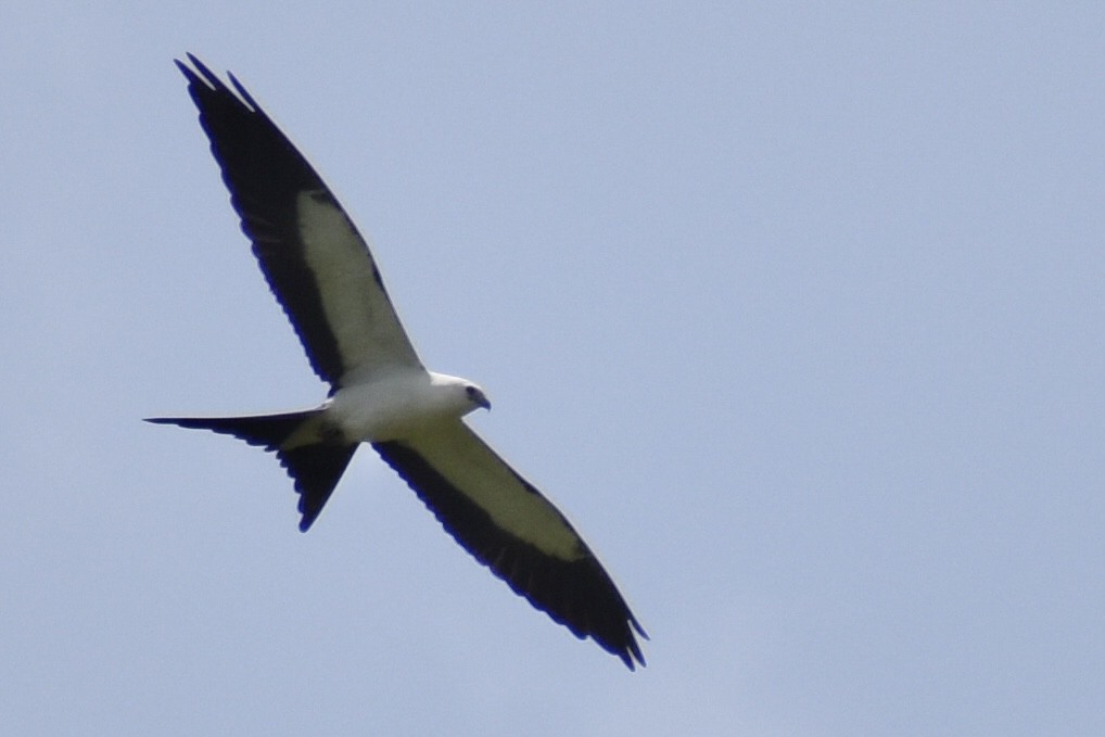 Swallow-tailed Kite - ML598084651
