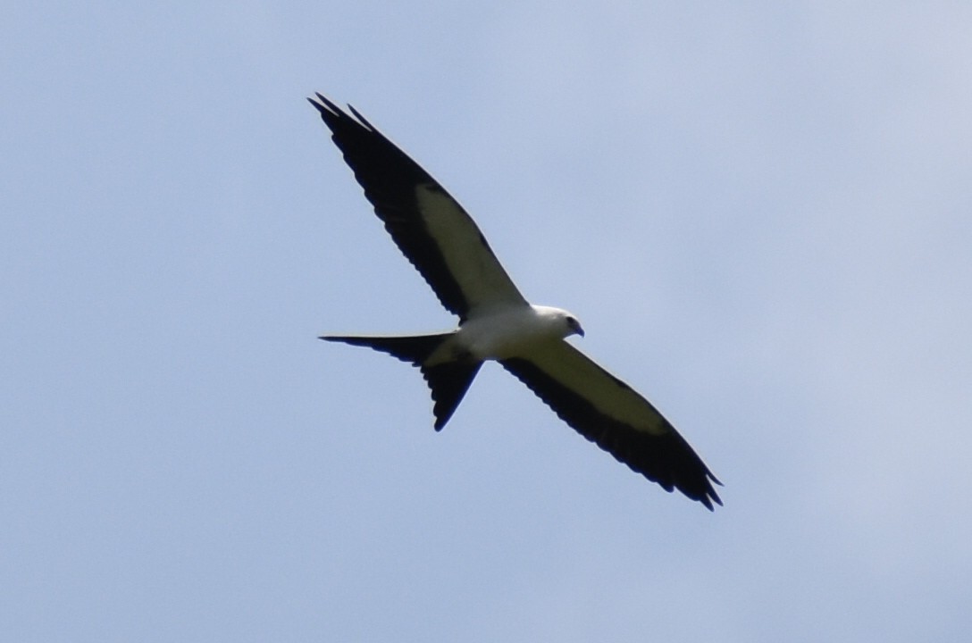 Swallow-tailed Kite - ML598084661