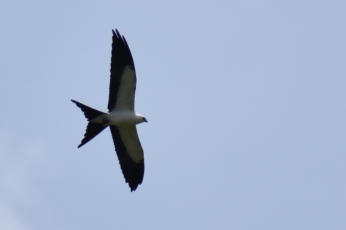 Swallow-tailed Kite - ML598084671