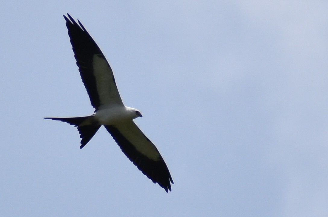 Swallow-tailed Kite - ML598084681