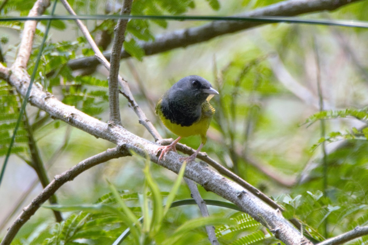 lesňáček šedokápý - ML59808531