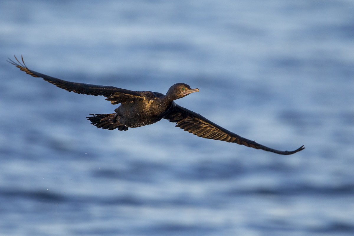 Little Black Cormorant - Michael Stubblefield