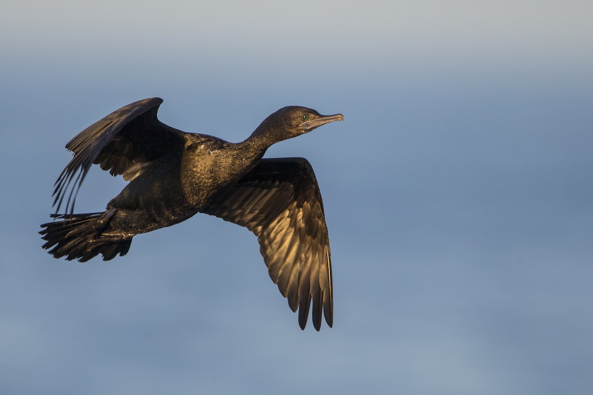 Little Black Cormorant - Michael Stubblefield