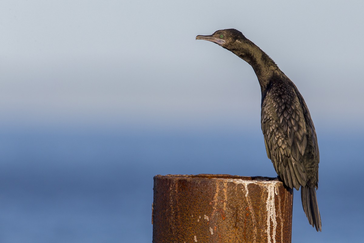 Little Black Cormorant - Michael Stubblefield