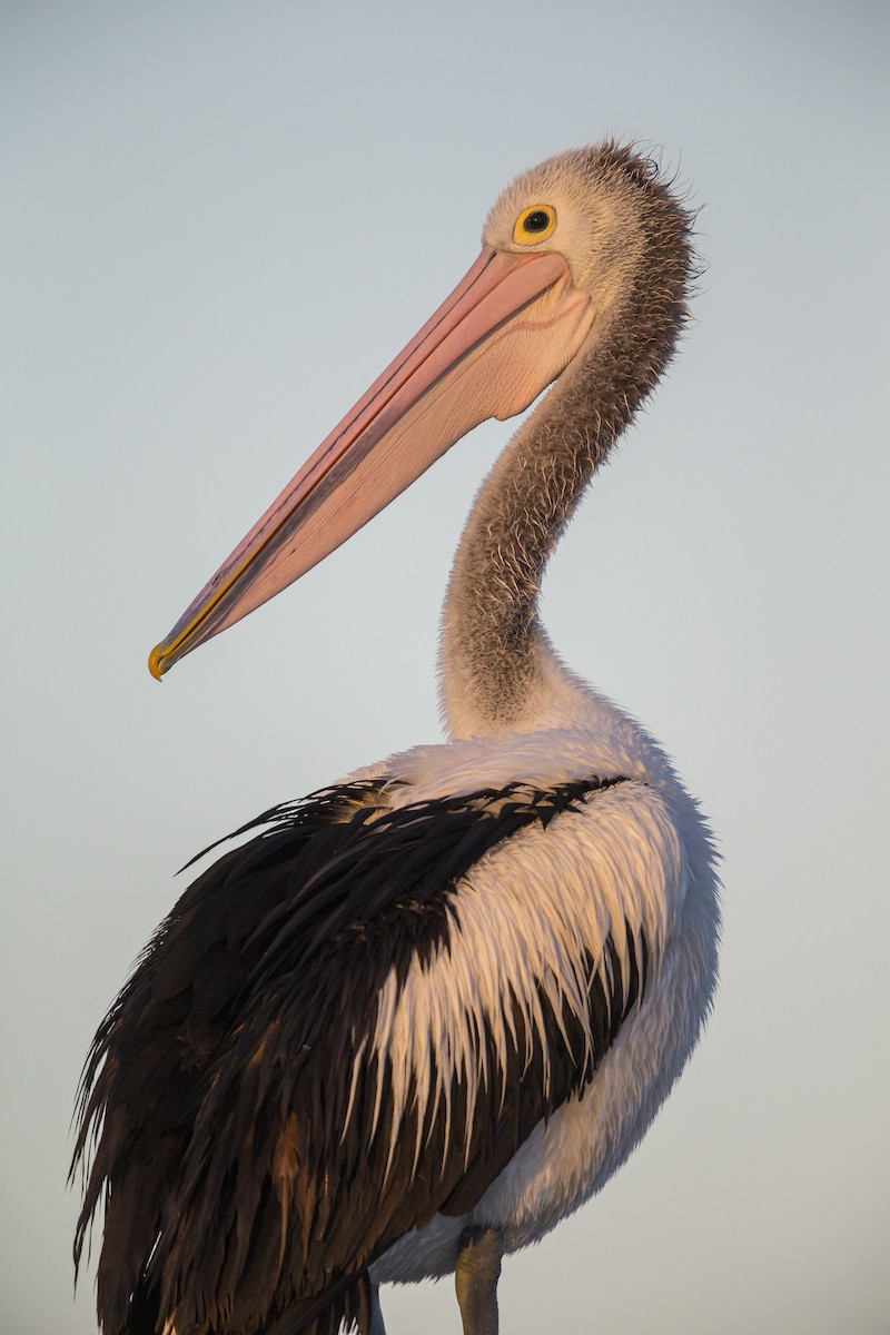 Австралийский пеликан - ML598086611
