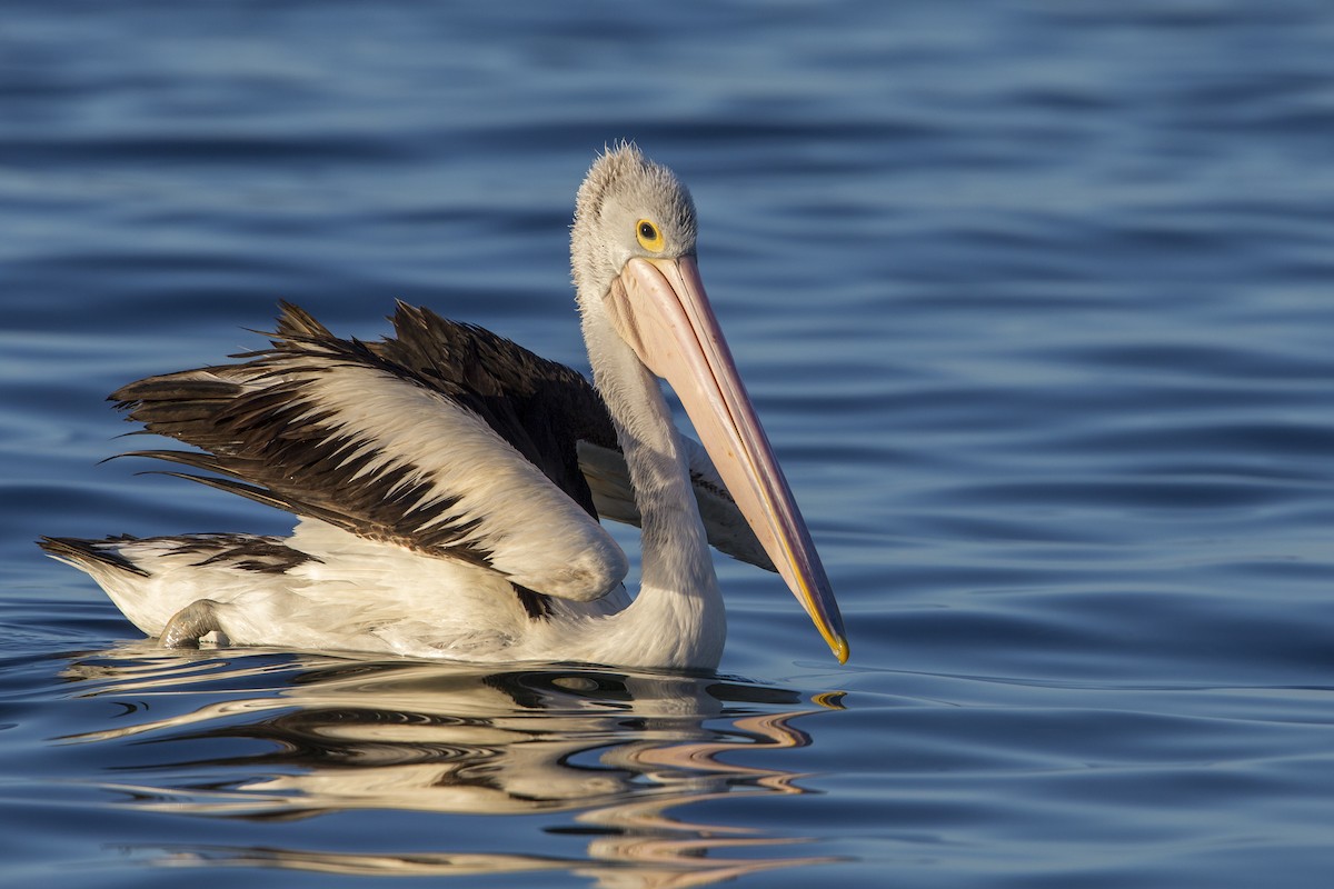 pelikán australský - ML598086631