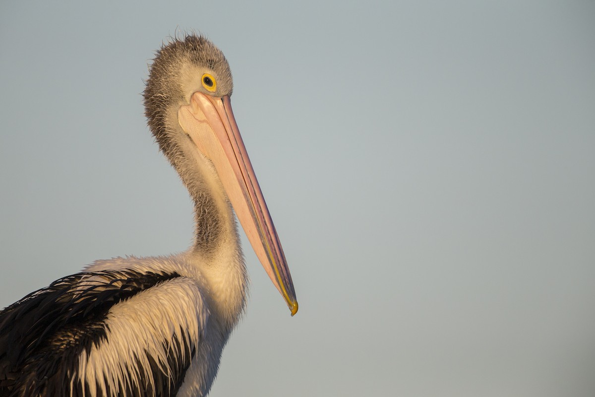 Australian Pelican - ML598086651