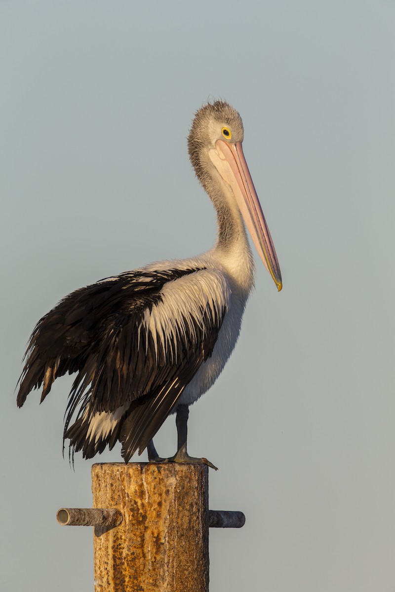 pelikán australský - ML598086661