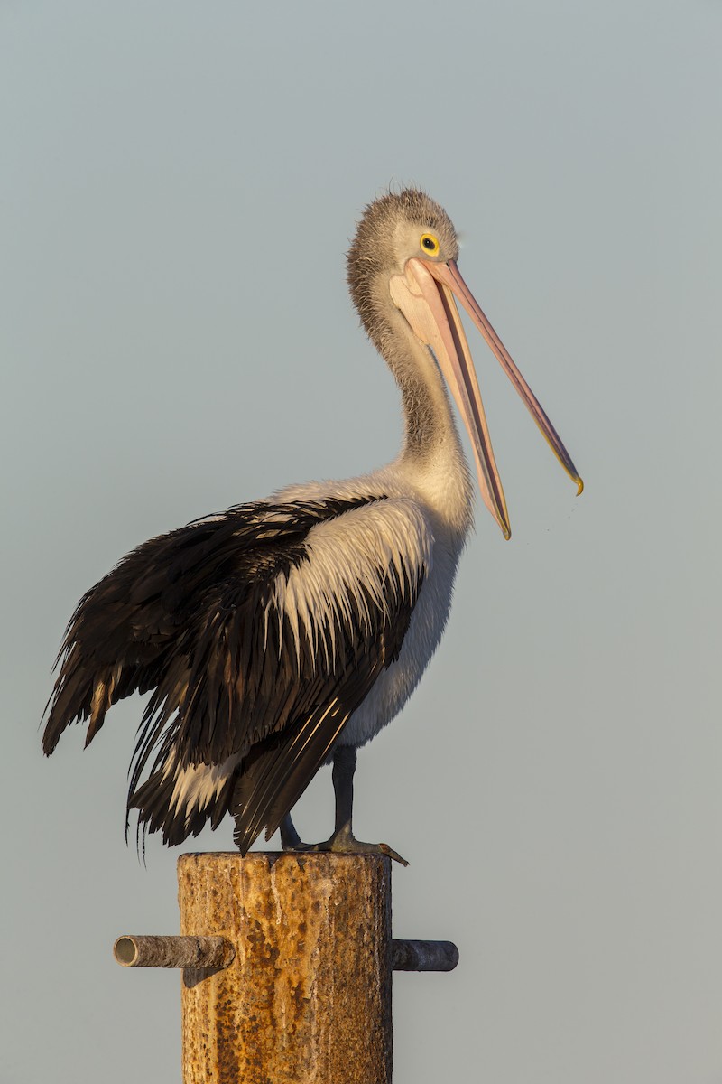 Australian Pelican - ML598086671