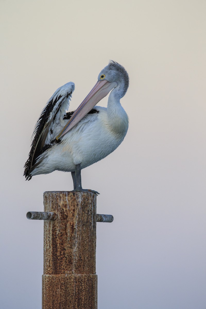 pelikán australský - ML598086701