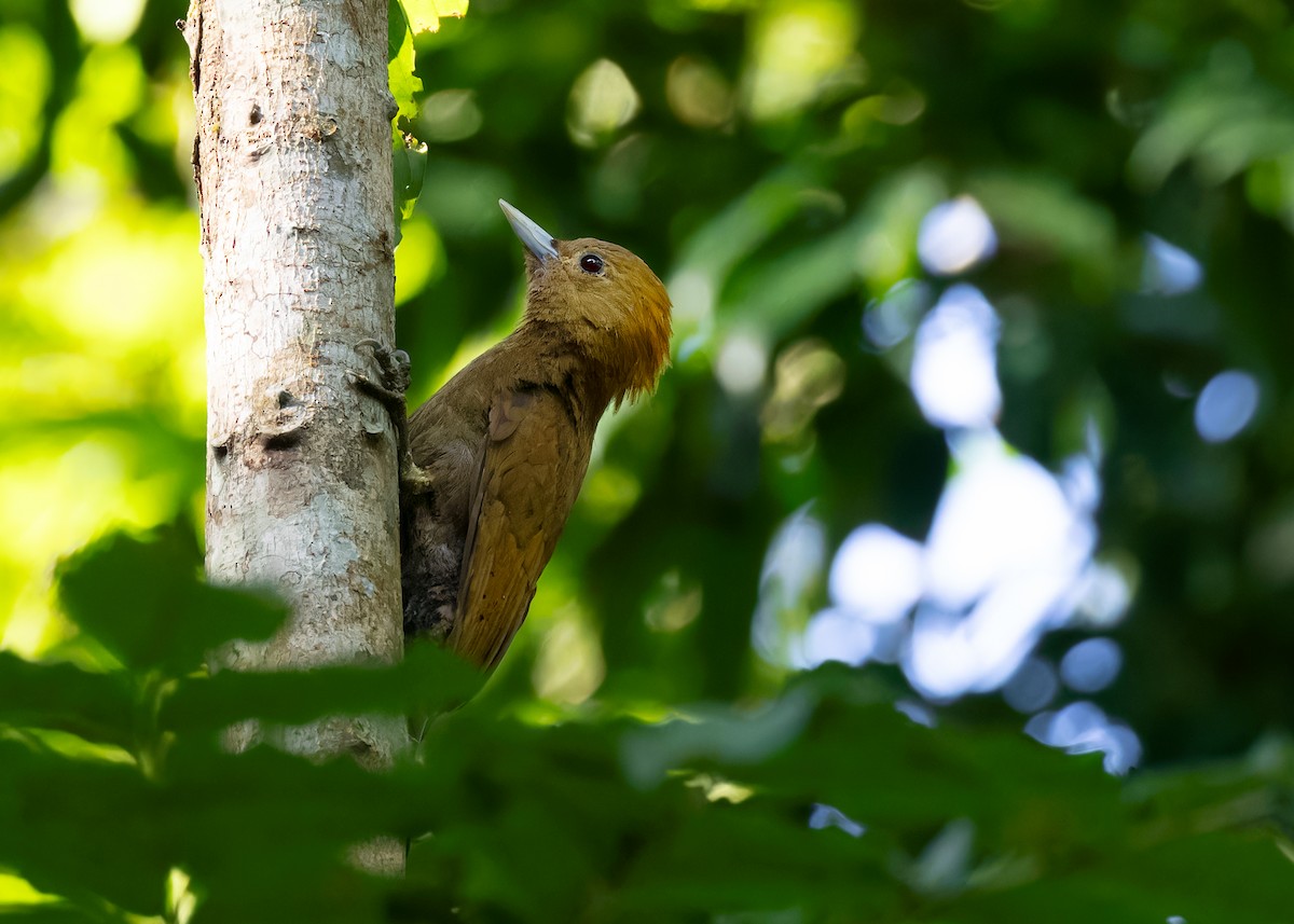 Bamboo Woodpecker - ML598087411