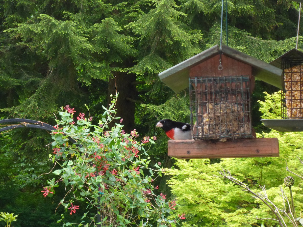 Rose-breasted Grosbeak - ML59808751