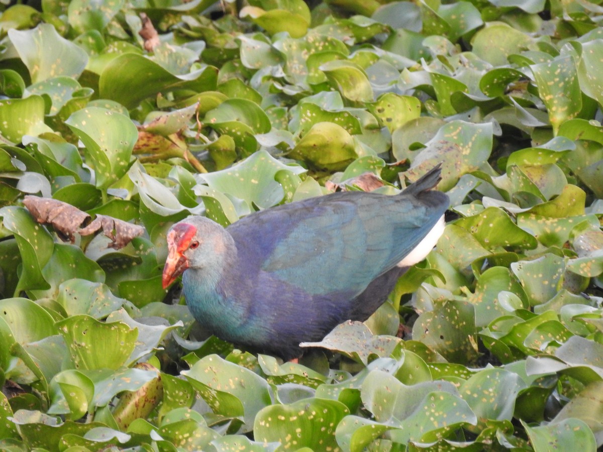 Gray-headed Swamphen - ML598087621