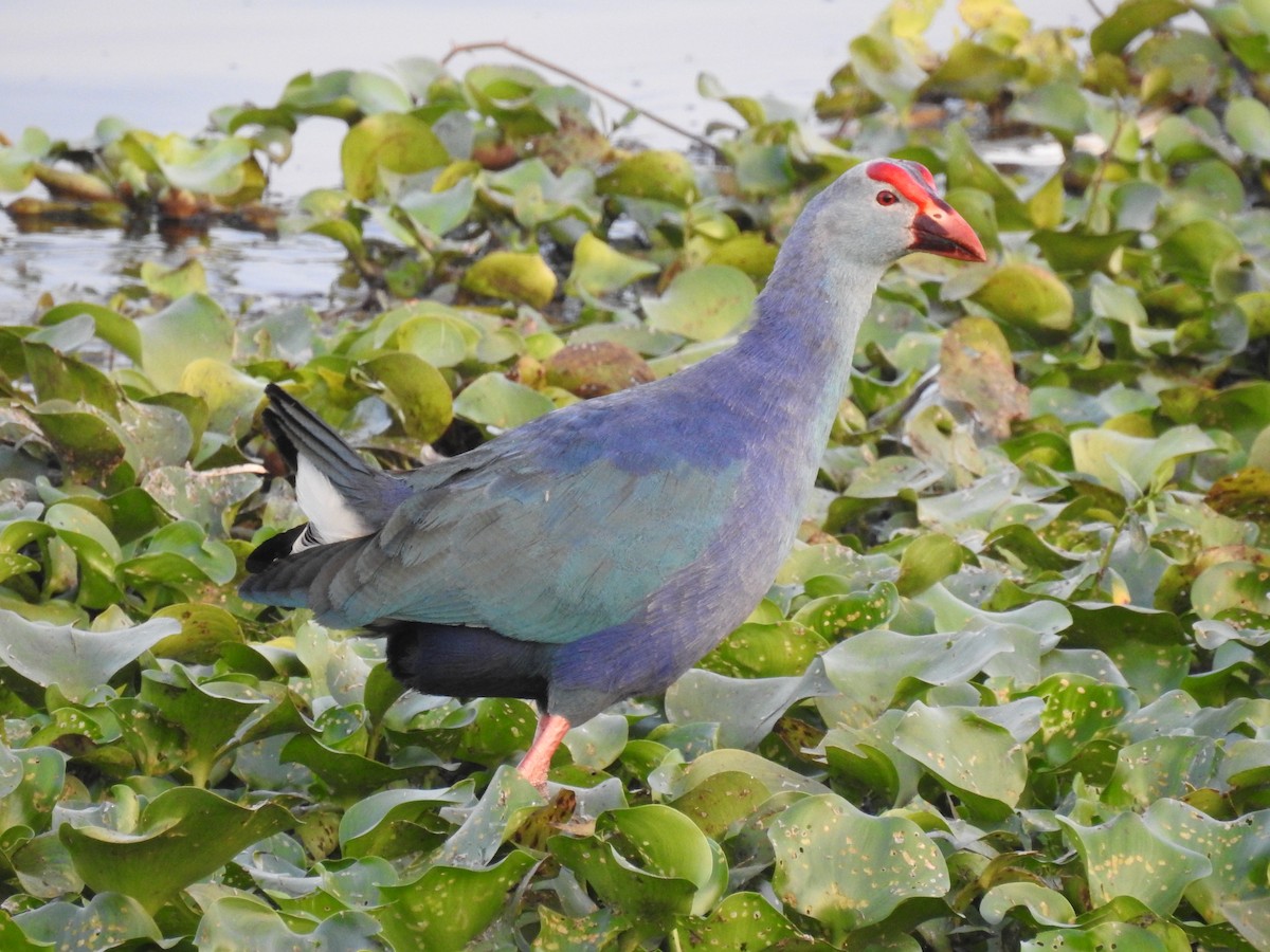 Gray-headed Swamphen - ML598087631