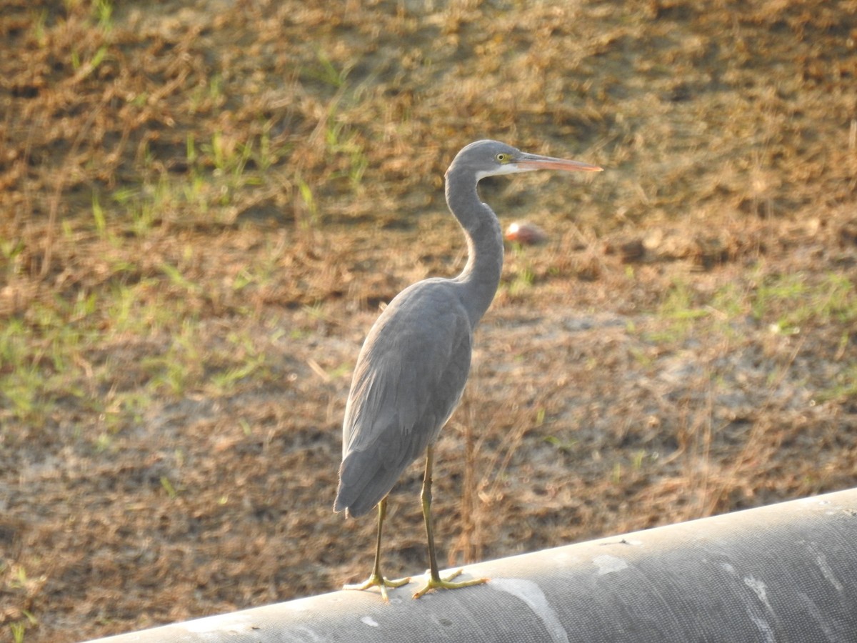 Western Reef-Heron - ML598087681