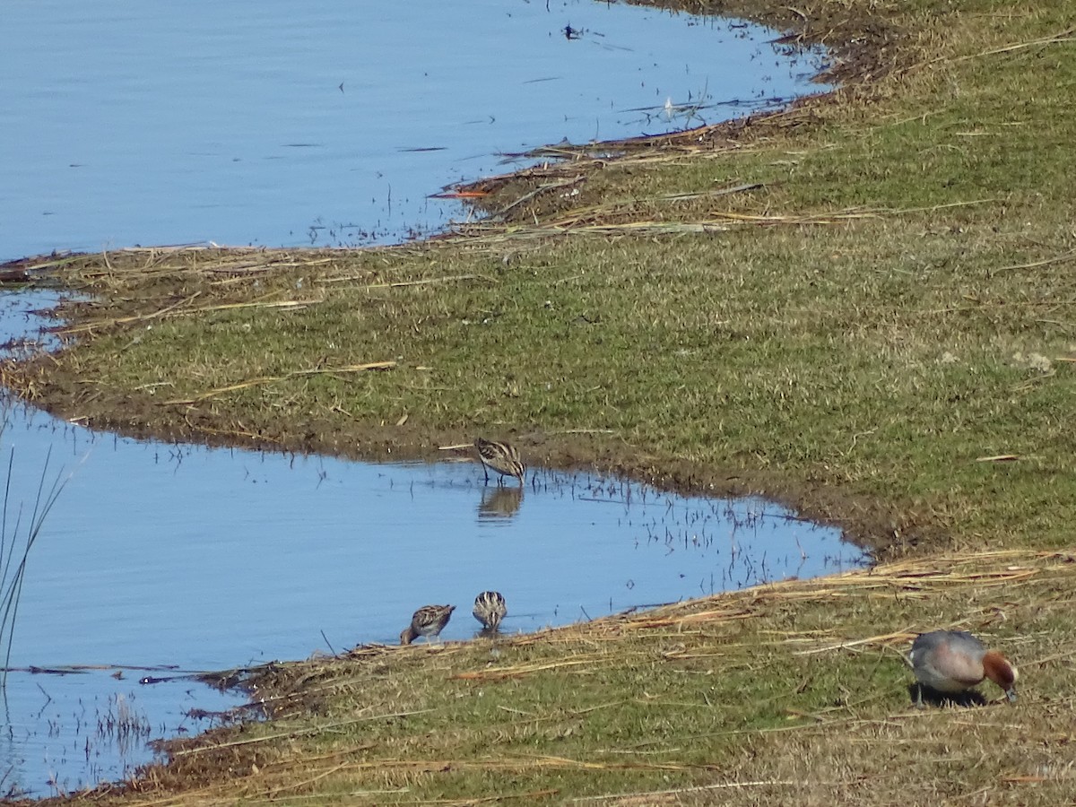 Common Snipe - Juanjo Mateos