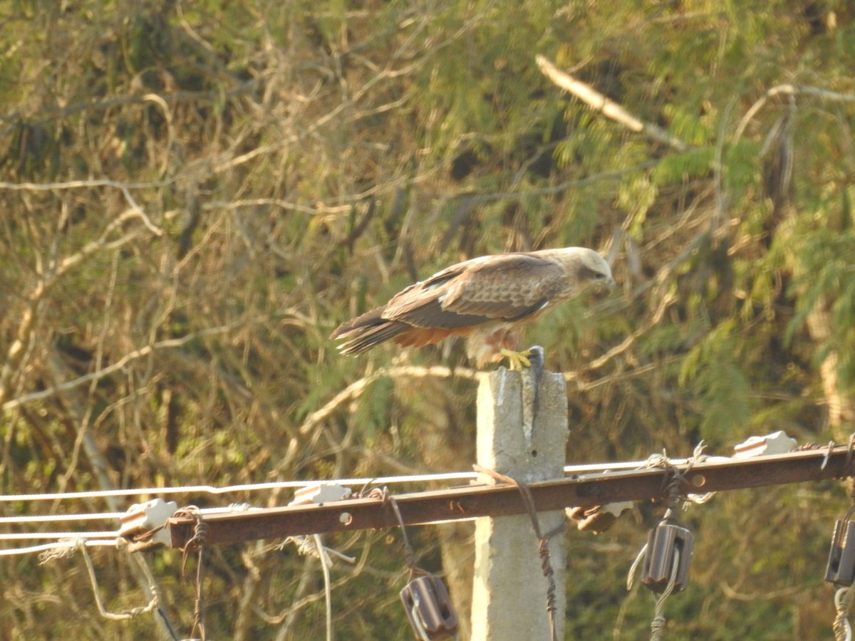 Black Kite - Mallikarjuna Agrahar