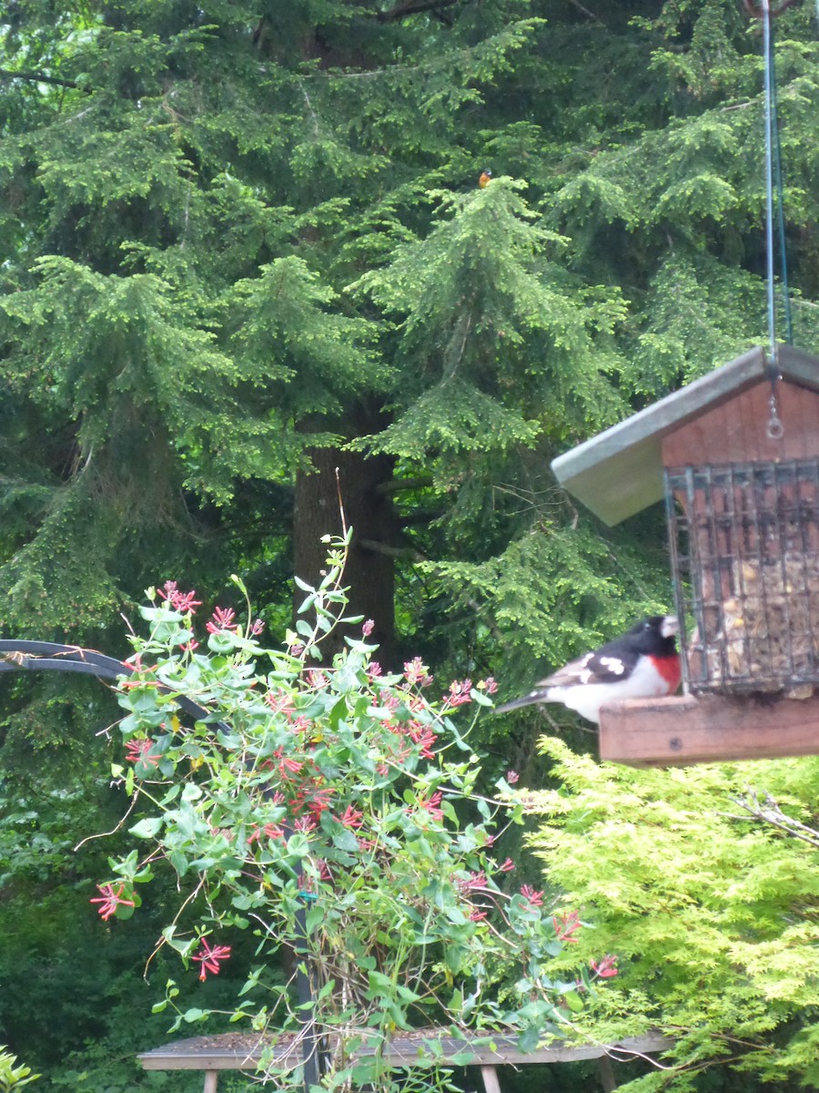 Rose-breasted Grosbeak - ML59808921