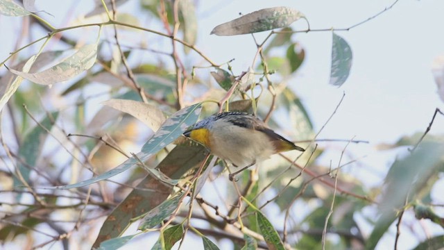 Fleckenpanthervogel - ML598090761