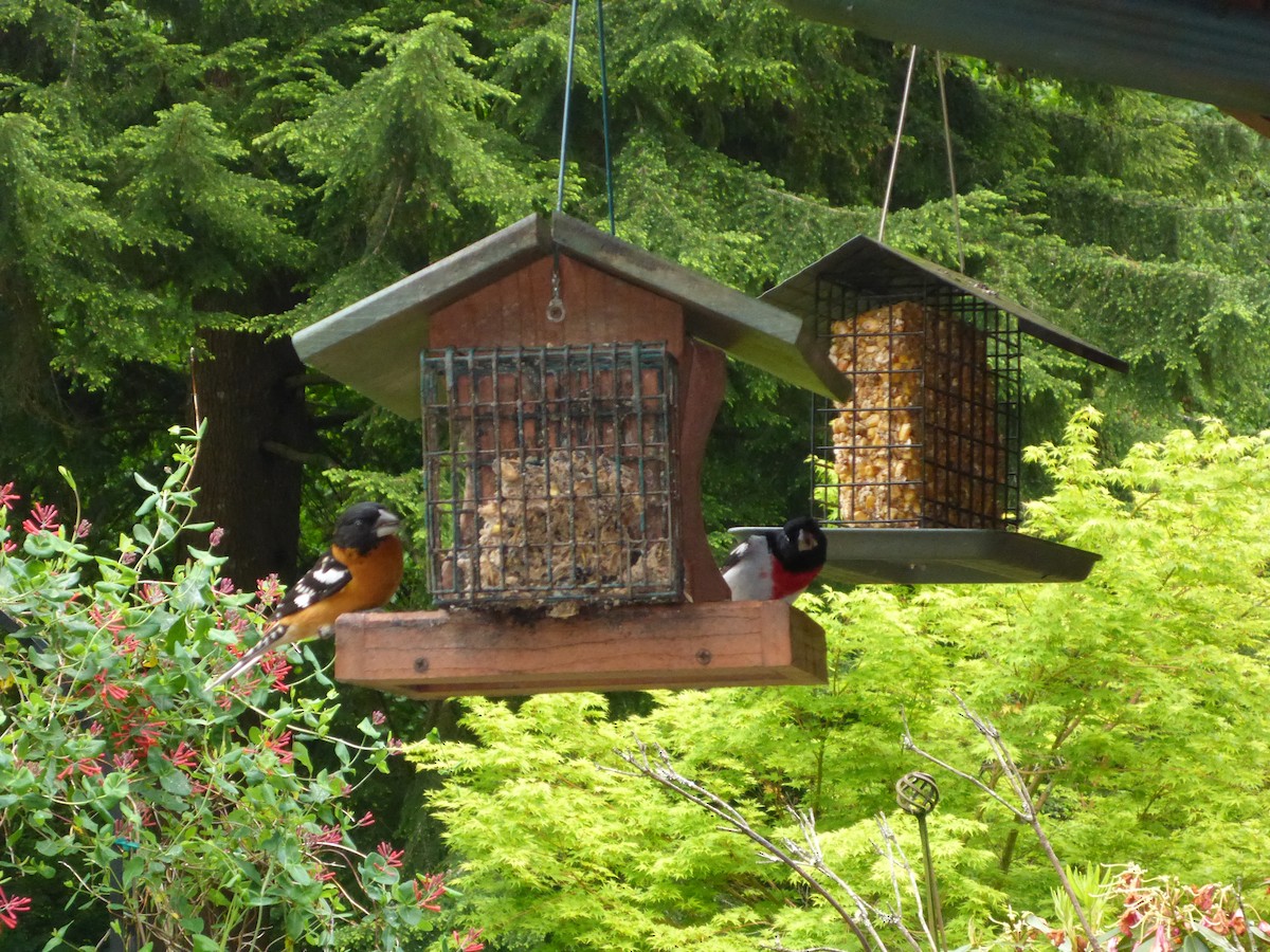 Rose-breasted Grosbeak - ML59809081