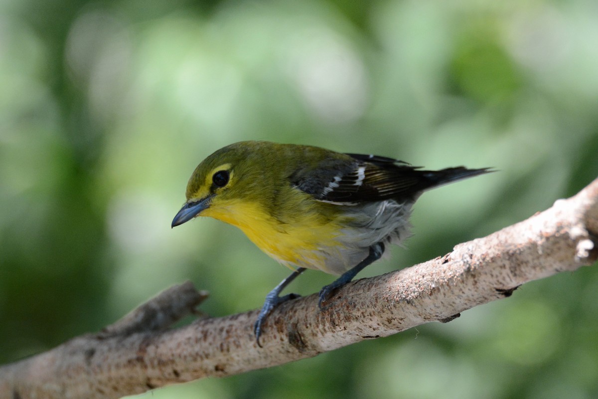 zelenáček žlutoprsý - ML59809091