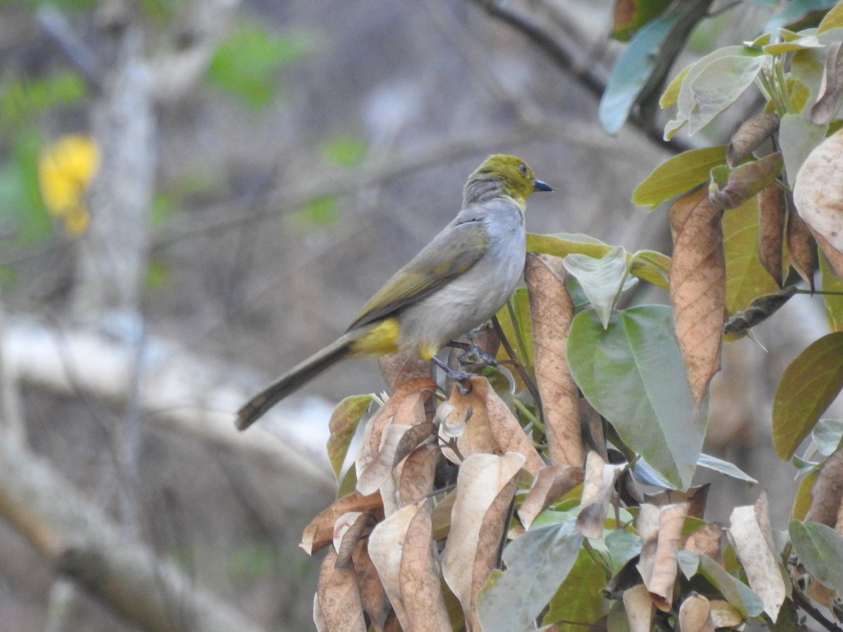 Yellow-throated Bulbul - Mallikarjuna Agrahar