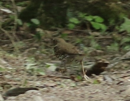 Song Thrush - Robert Bochenek