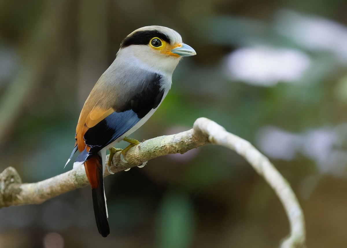 Silver-breasted Broadbill - Ayuwat Jearwattanakanok