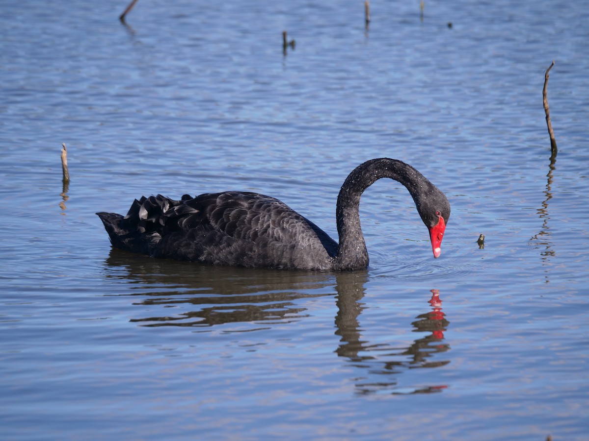 Black Swan - ML598091741