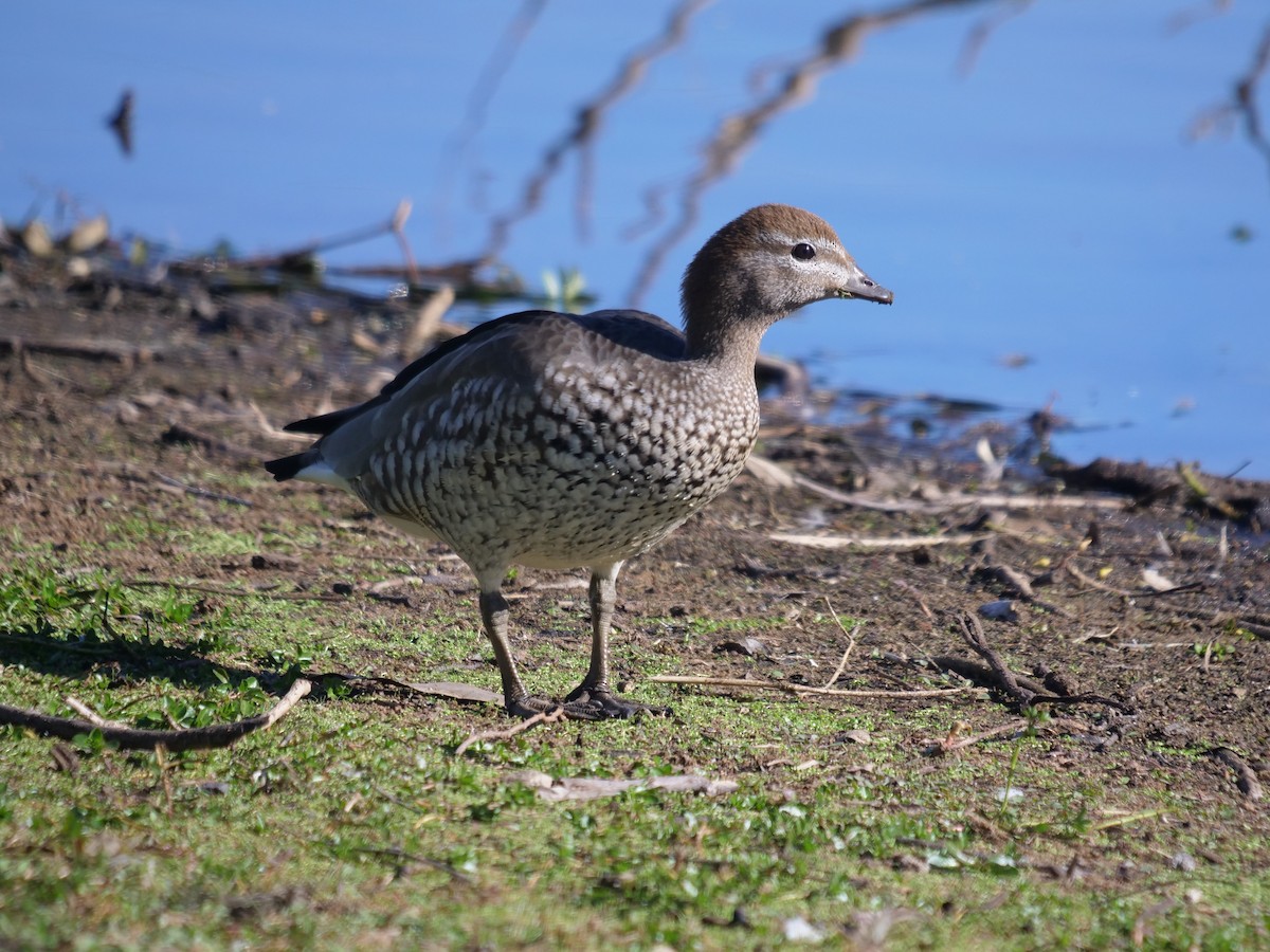 Canard à crinière - ML598091761