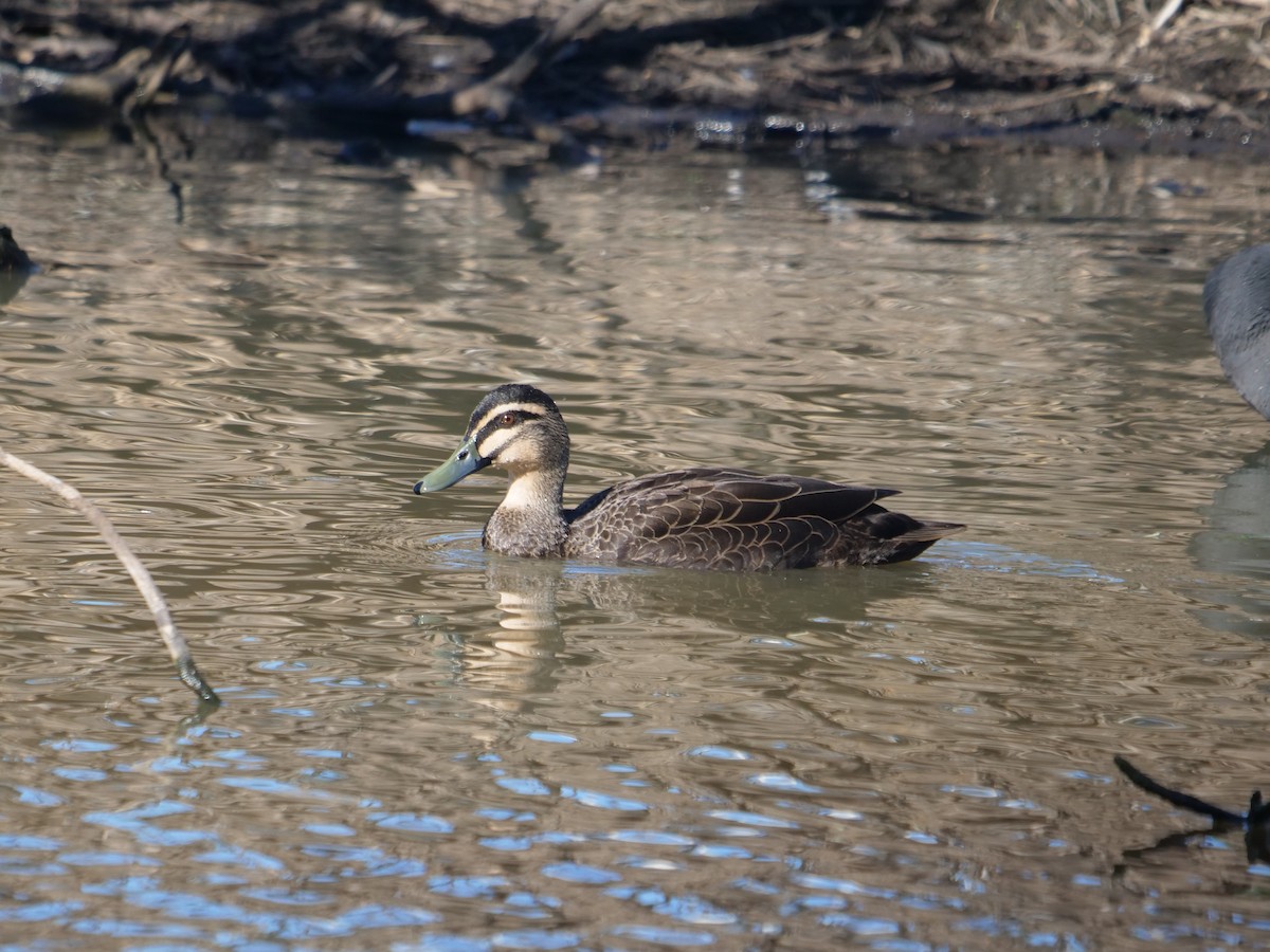 Pacific Black Duck - ML598091771