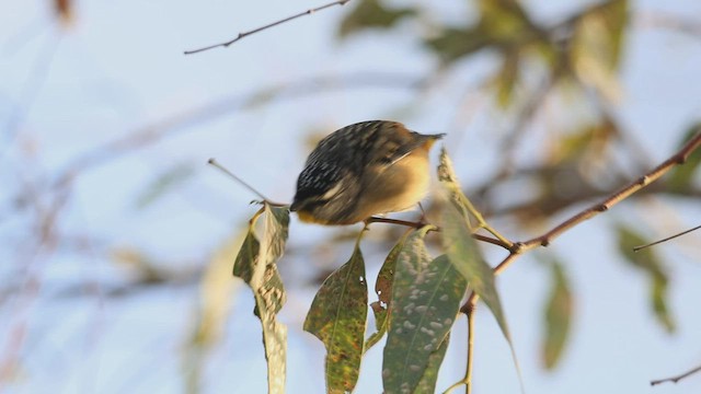 Pardalote pointillé - ML598091831