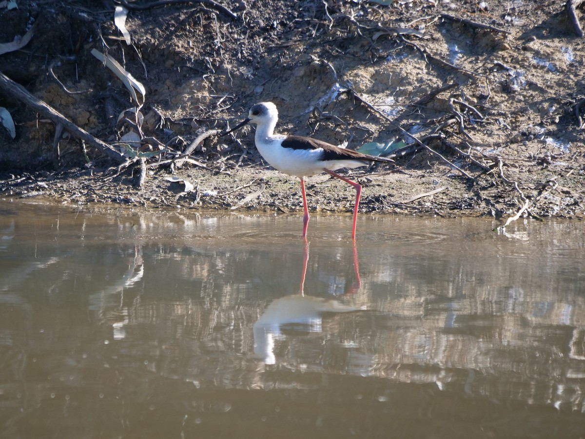 Pied Stilt - ML598091971