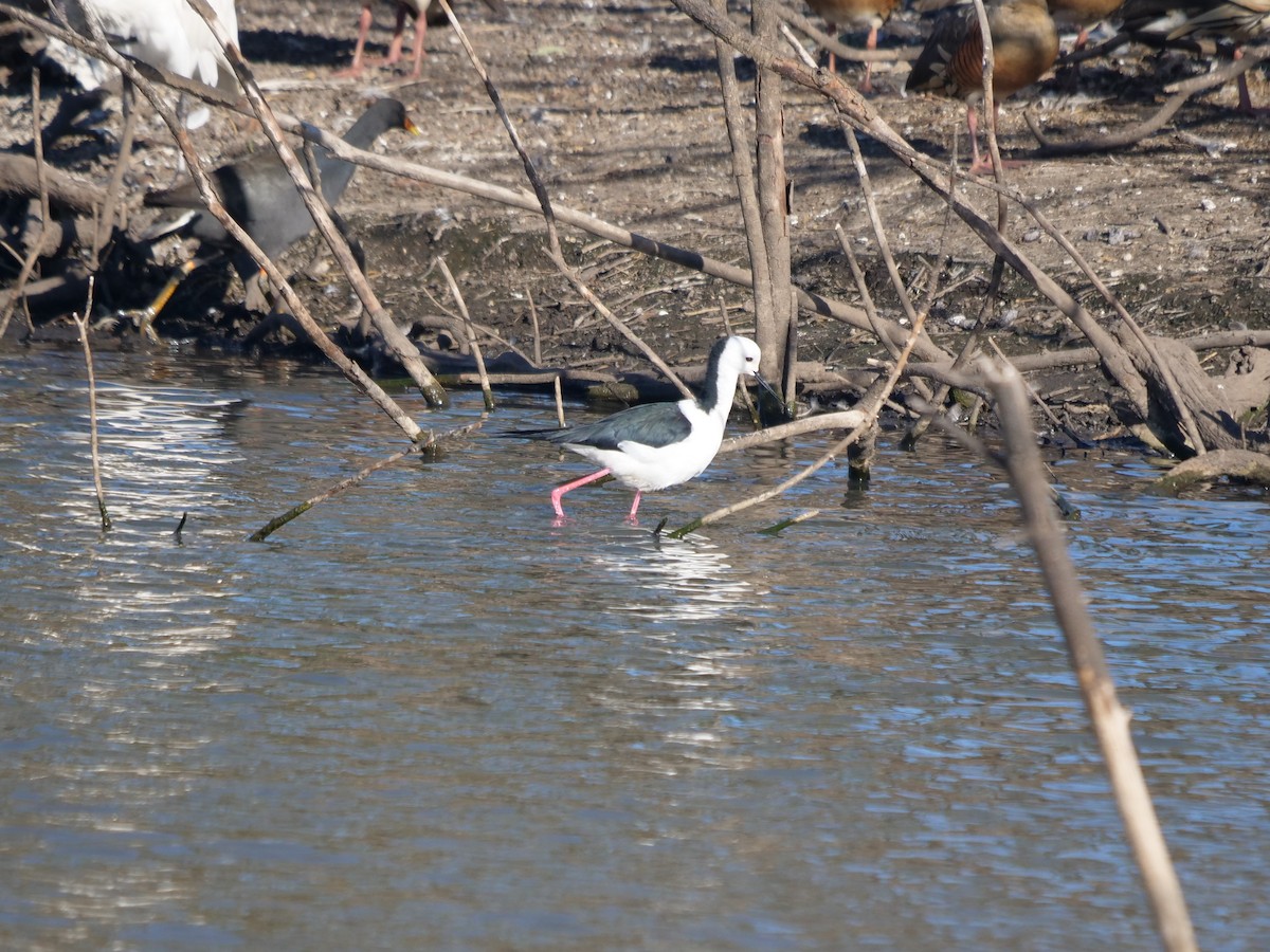 Pied Stilt - ML598091981