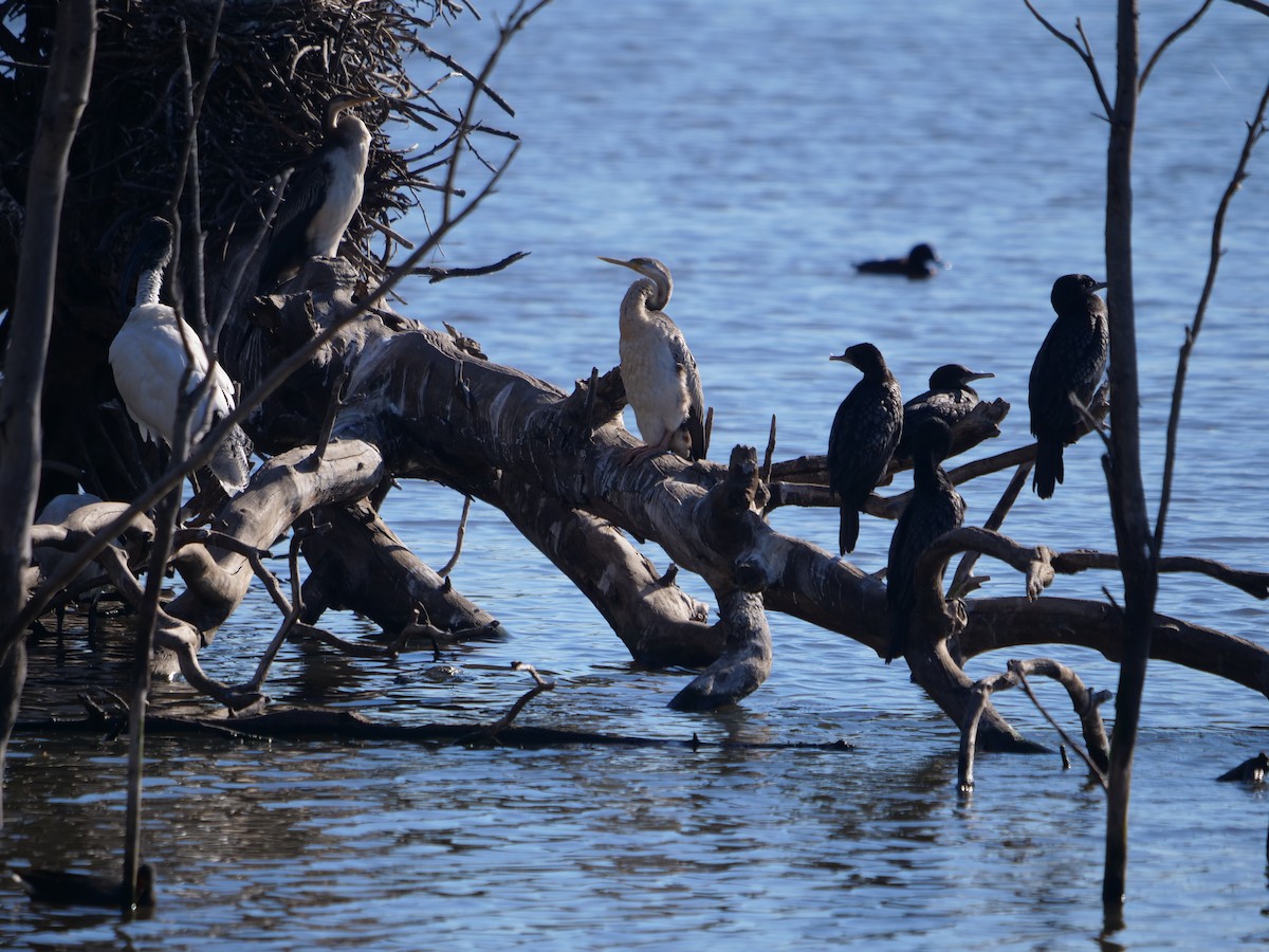 Australasian Darter - ML598091991