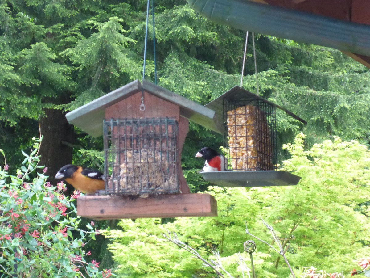 Rose-breasted Grosbeak - ML59809201