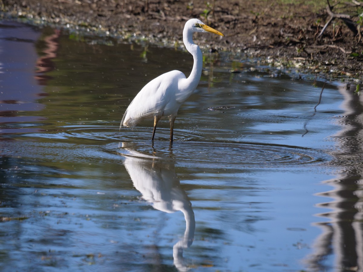 Great Egret - ML598092021