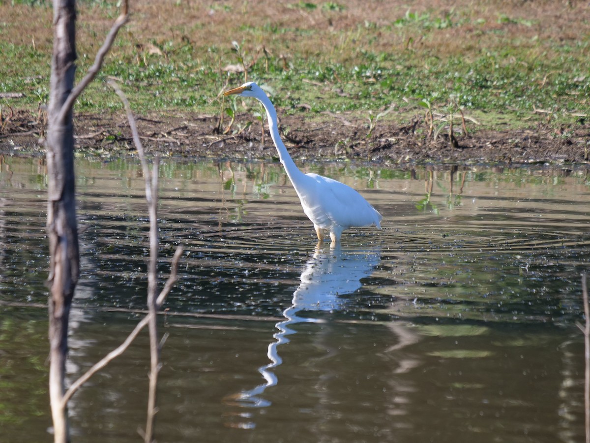 Great Egret - ML598092031