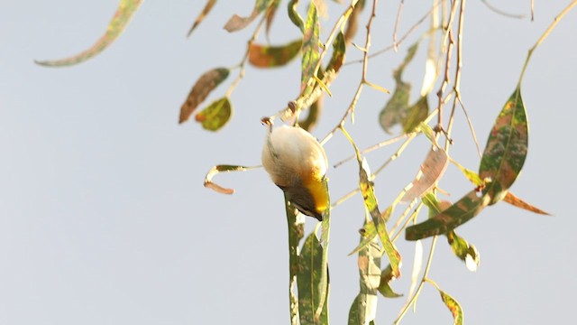 Fleckenpanthervogel - ML598092041