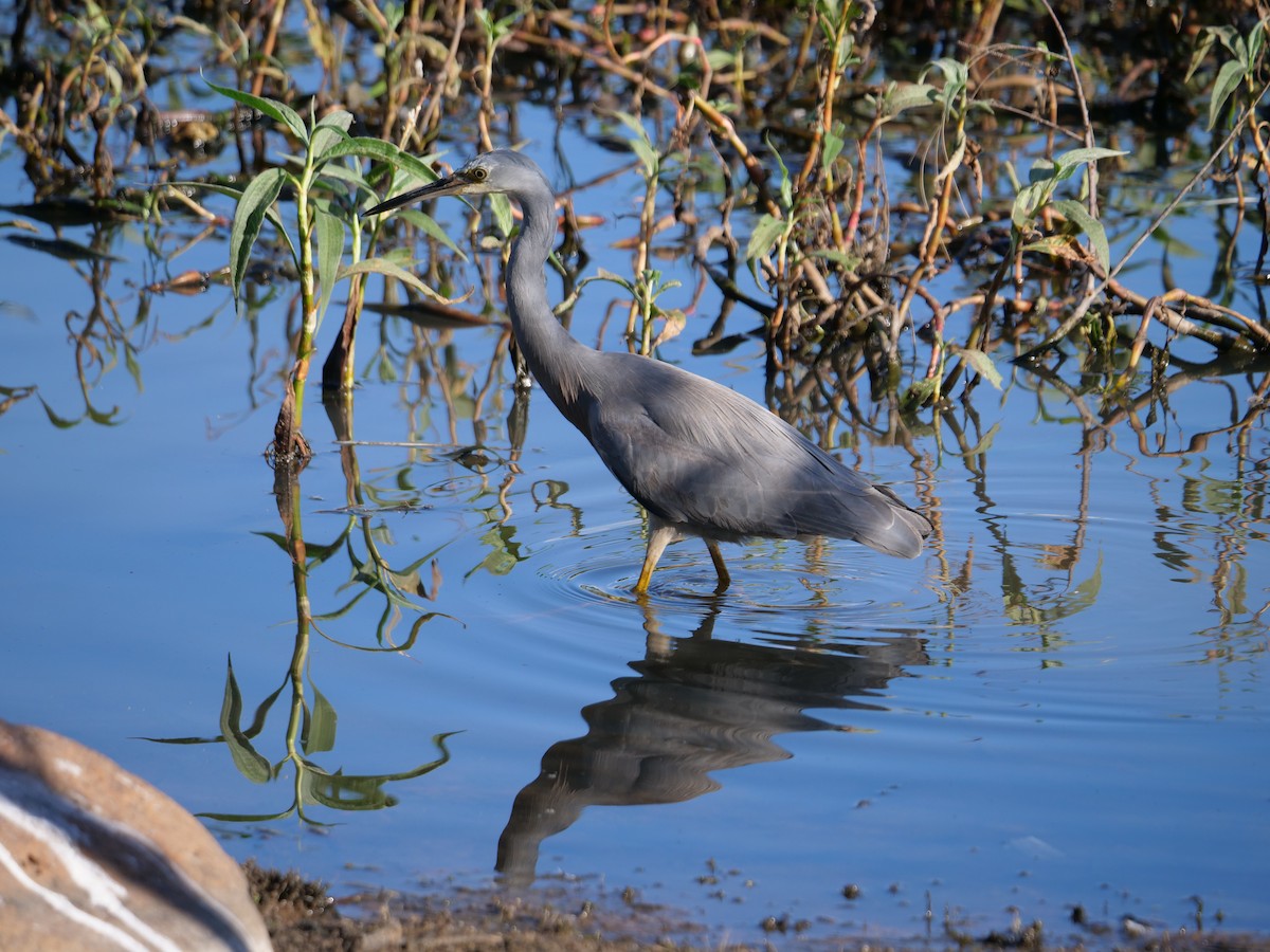 White-faced Heron - Frank Coman